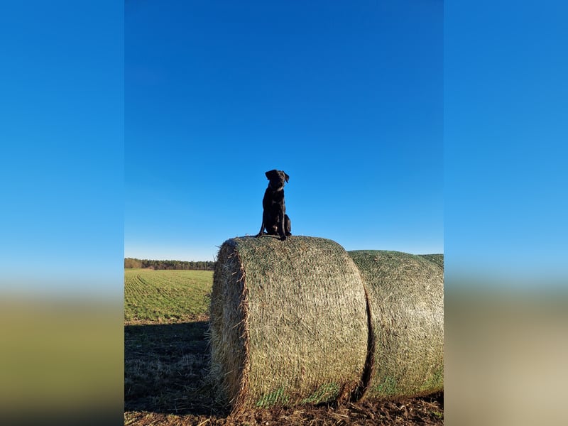 Cooler Labrador-Mix sucht sein Glück