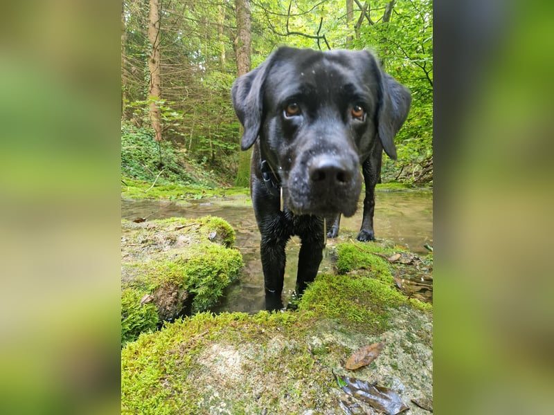 Cooler Labrador-Mix sucht sein Glück