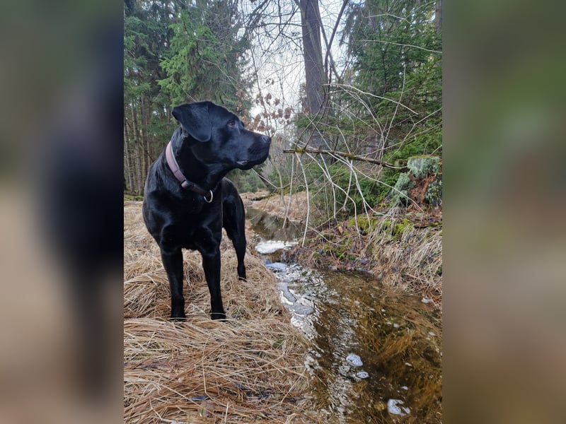 Cooler Labrador-Mix sucht sein Glück