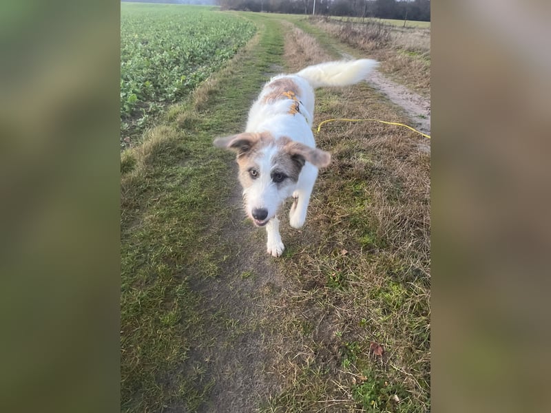 Anton: toller Familienhund und Begleiter