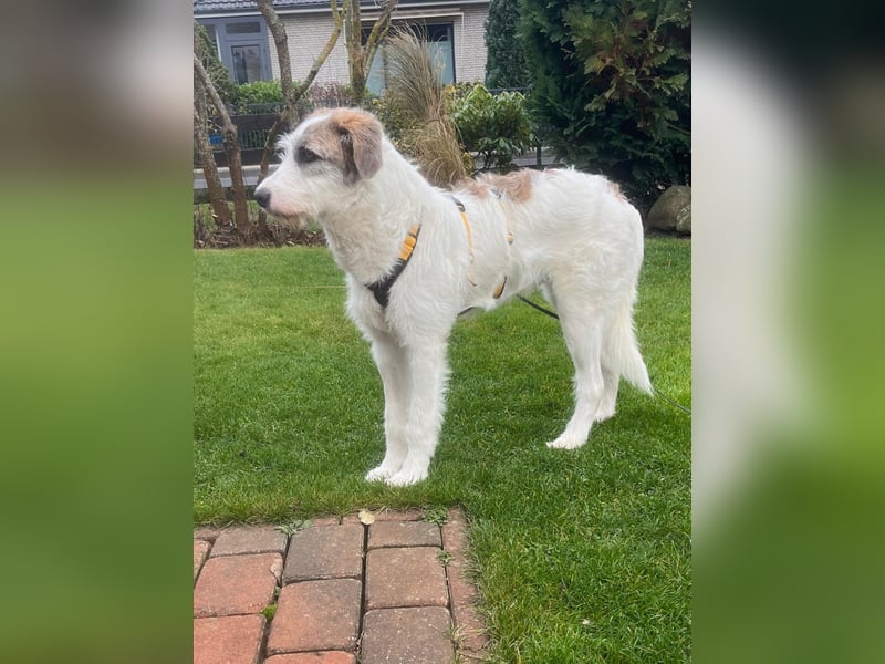 Anton: toller Familienhund und Begleiter