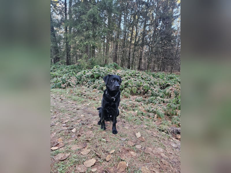 Labrador Retriever Deckrüde