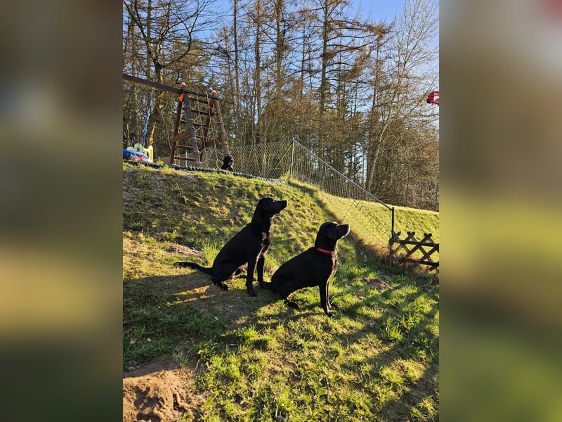 Labrador Retriever Deckrüde