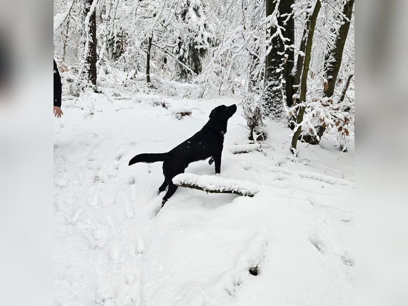 Labrador Retriever Deckrüde