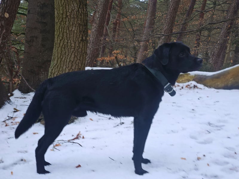 Labrador Retriever Deckrüde