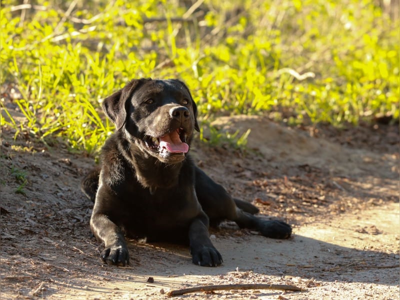 Labrador Retriever Deckrüde mit Erfahrung!