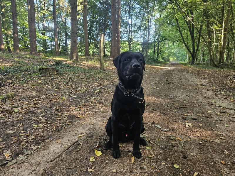 Labrador Retriever Deckrüde