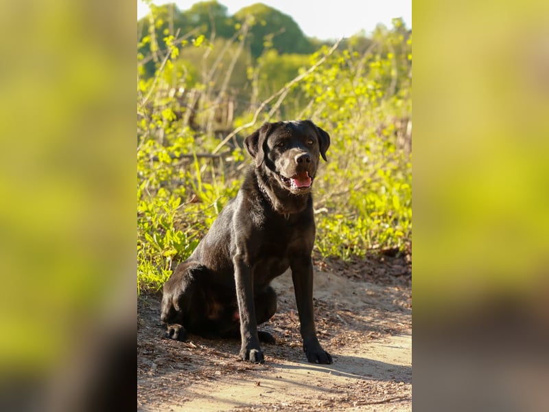 Labrador Retriever Deckrüde mit Erfahrung!