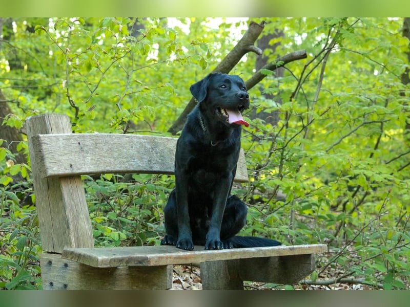 Labrador Retriever Deckrüde mit Erfahrung!