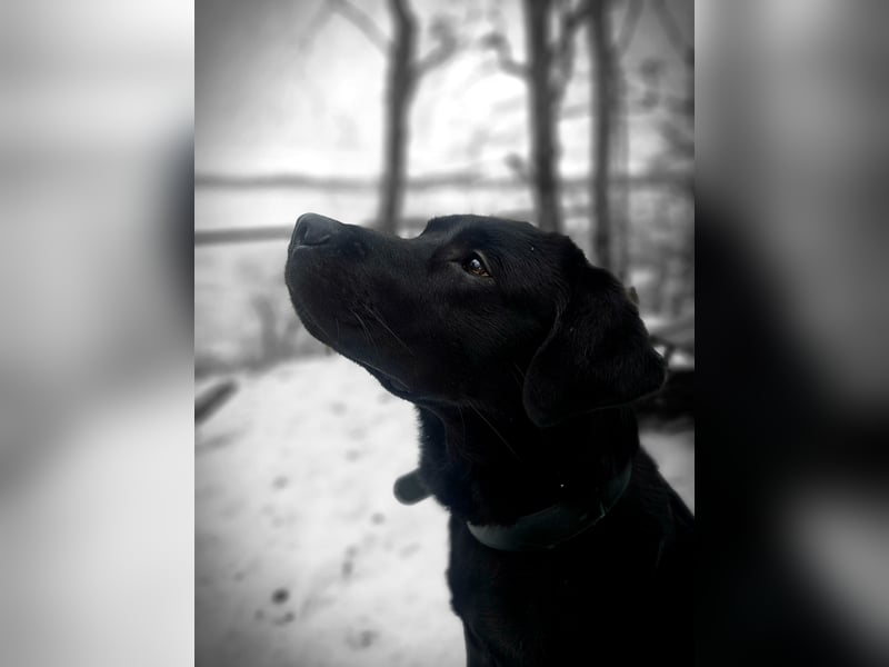 Labrador Retriever Deckrüde