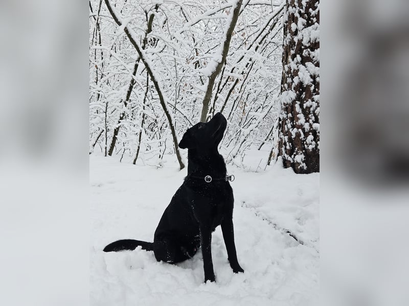 Labrador Retriever Deckrüde