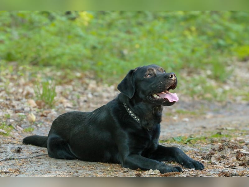 Labrador Retriever Deckrüde mit Erfahrung!
