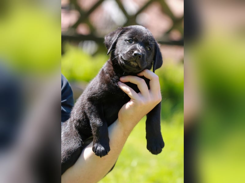 Labrador Retriever Deckrüde