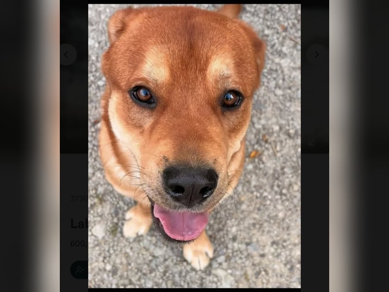 Labrador Mix