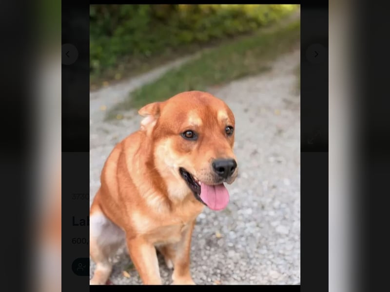 Labrador Mix