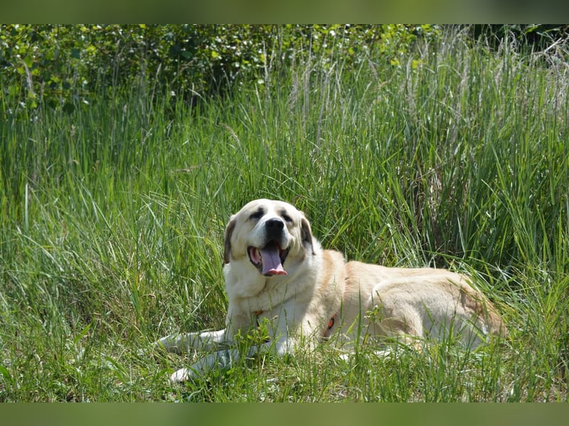 Daisybelle – verschmuste Labradormix-Dame sucht ihr Herz