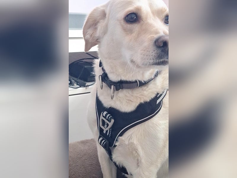 MILEY ca. 7 J. Labrador(mix?)Hündin sucht Geborgenheit
