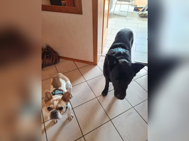 RONNY ca. 10 J. Labbi-Schäfermixrüde sucht warmes Plätzchen