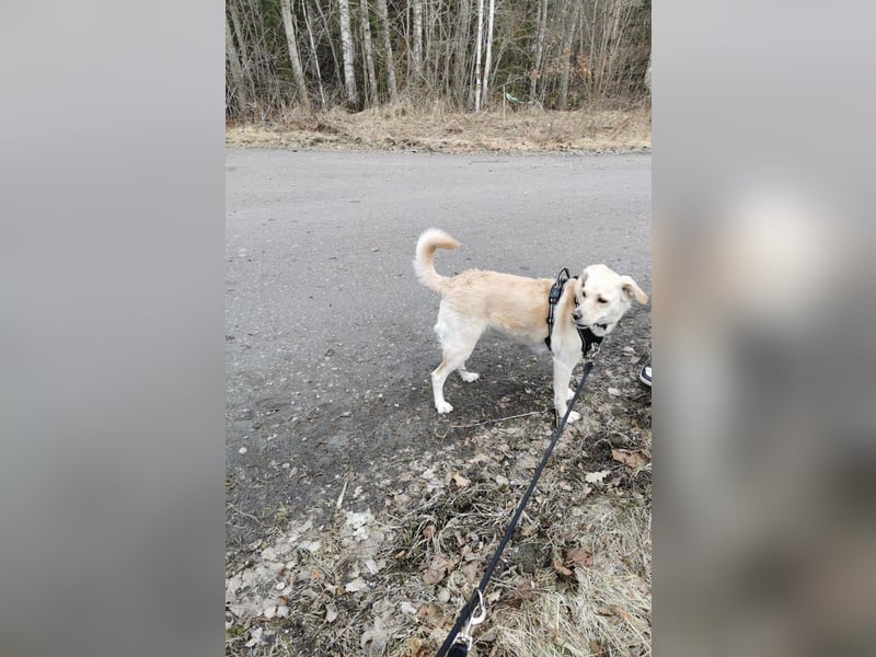 MILEY ca. 7 J. Labrador(mix?)Hündin sucht Geborgenheit