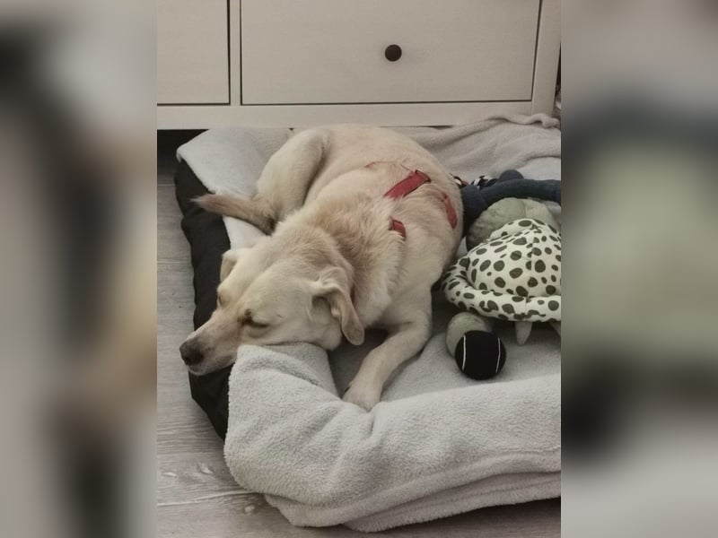 MILEY ca. 7 J. Labrador(mix?)Hündin sucht Geborgenheit