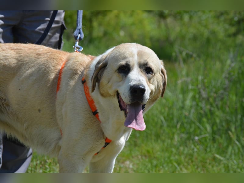 Daisybelle – verschmuste Labradormix-Dame sucht ihr Herz