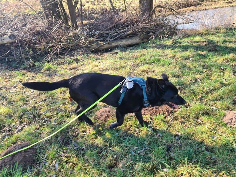 RONNY ca. 10 J. Labbi-Schäfermixrüde sucht warmes Plätzchen