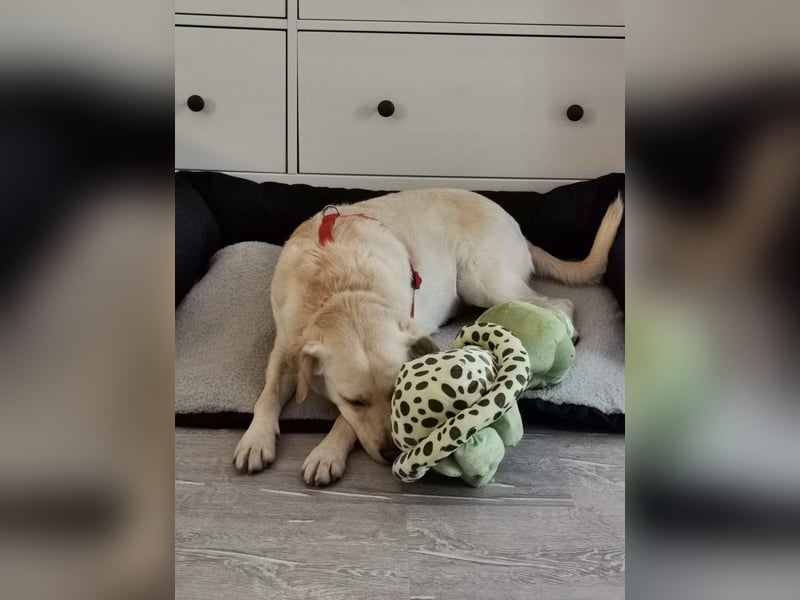 MILEY ca. 7 J. Labrador(mix?)Hündin sucht Geborgenheit