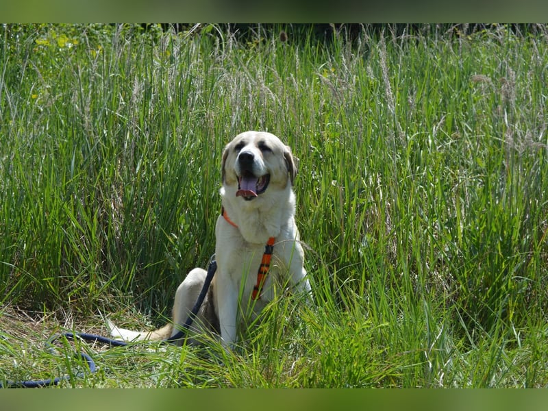 Daisybelle – verschmuste Labradormix-Dame sucht ihr Herz