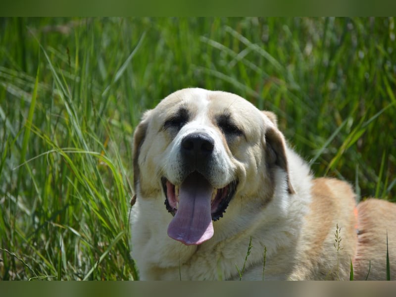 Daisybelle – verschmuste Labradormix-Dame sucht ihr Herz