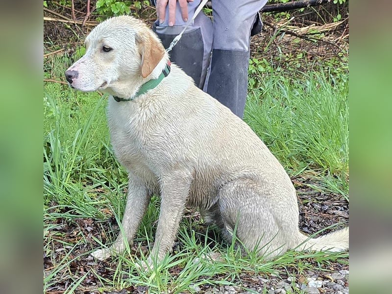 SUMMER ca. 1 J. Labbimix-Teenager sucht Familie