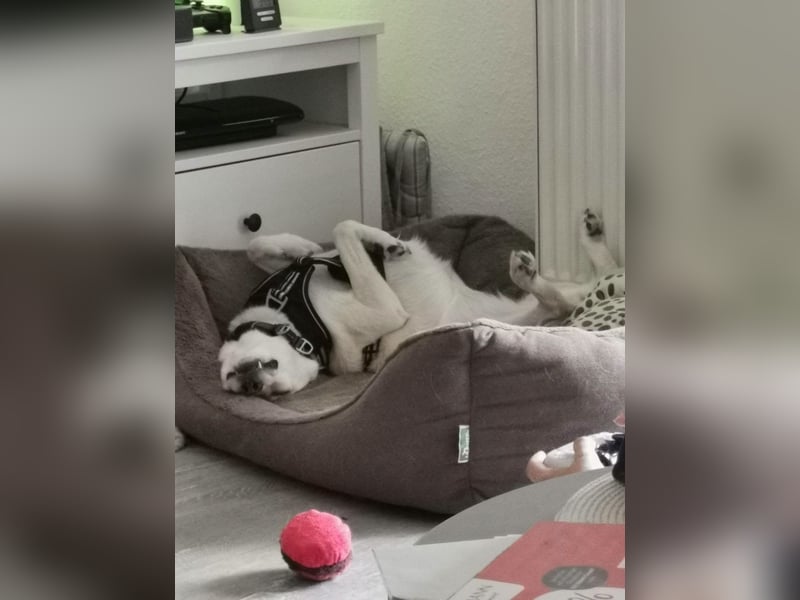 MILEY ca. 7 J. Labrador(mix?)Hündin sucht Geborgenheit