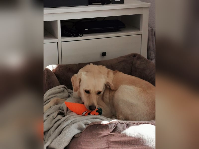MILEY ca. 7 J. Labrador(mix?)Hündin sucht Geborgenheit