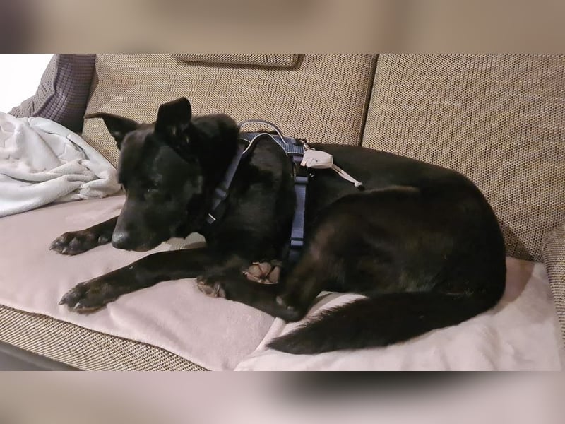 RONNY ca. 10 J. Labbi-Schäfermixrüde sucht warmes Plätzchen