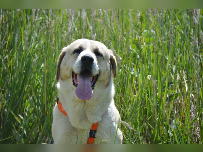 Daisybelle – verschmuste Labradormix-Dame sucht ihr Herz