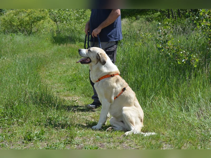 Daisybelle – verschmuste Labradormix-Dame sucht ihr Herz
