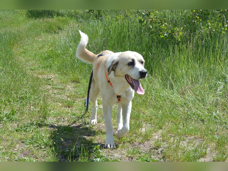 Daisybelle – verschmuste Labradormix-Dame sucht ihr Herz