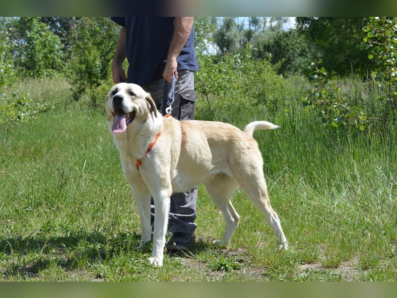 Daisybelle – verschmuste Labradormix-Dame sucht ihr Herz