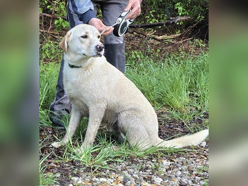 SUMMER ca. 1 J. Labbimix-Teenager sucht Familie