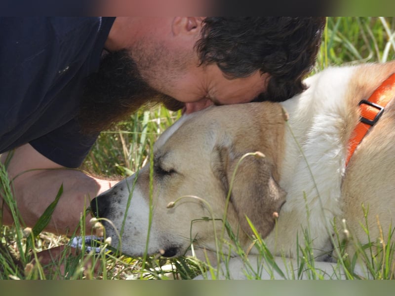 Daisybelle – verschmuste Labradormix-Dame sucht ihr Herz