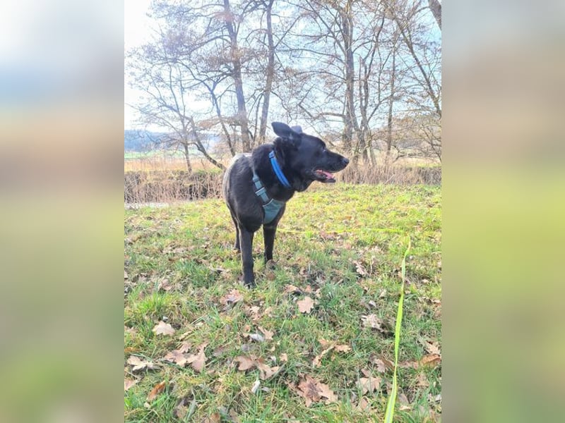 RONNY ca. 10 J. Labbi-Schäfermixrüde sucht warmes Plätzchen