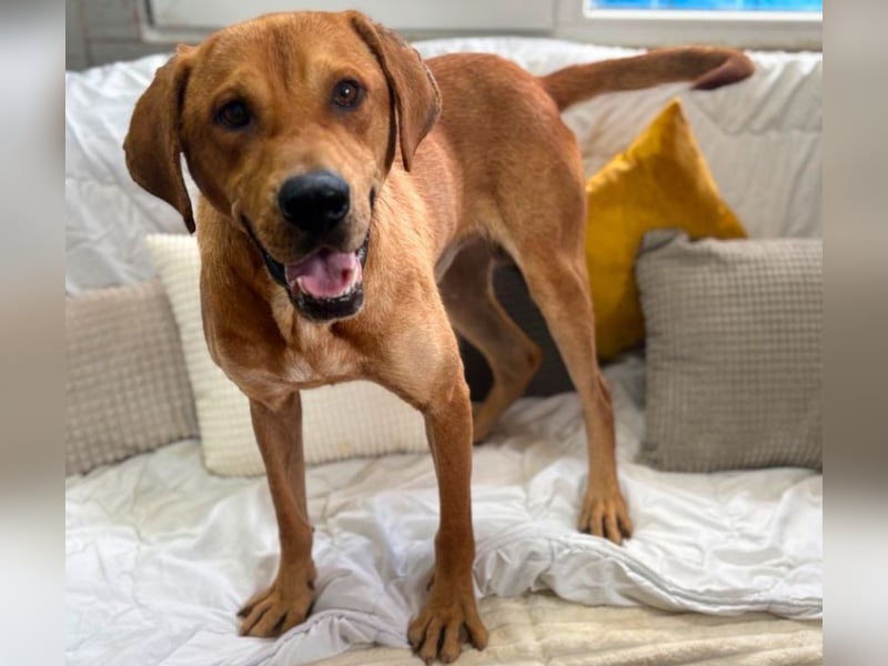 Aurel - toller Junghund sucht Zuhause!