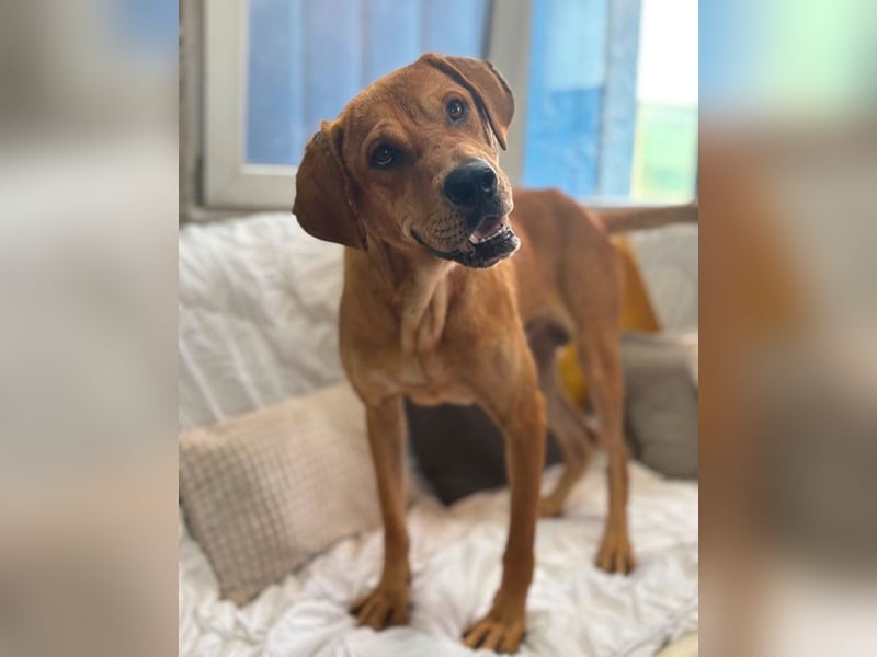 Aurel - toller Junghund sucht Zuhause!