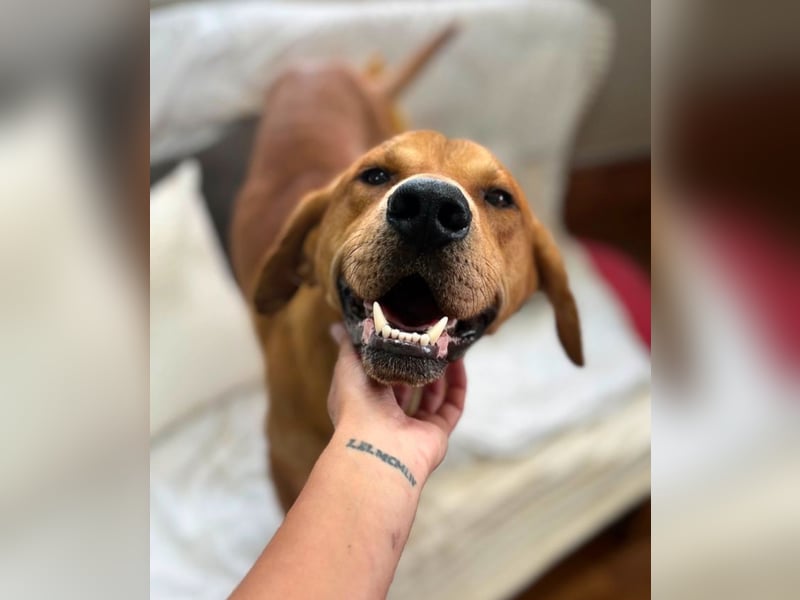 Aurel - toller Junghund sucht Zuhause!