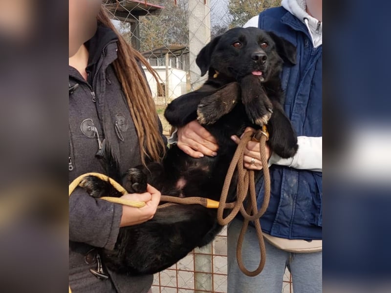 Ollie - Zuhause oder erfahrene Pflegestelle gesucht