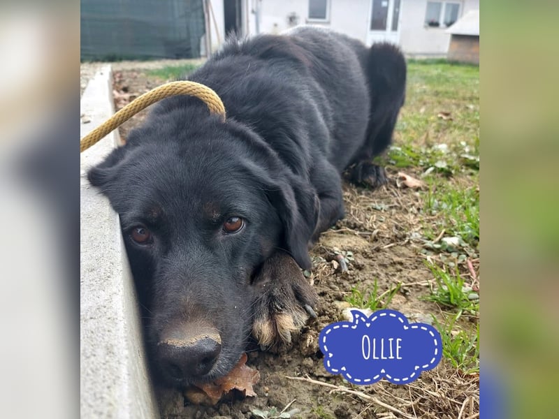 Ollie - Zuhause oder erfahrene Pflegestelle gesucht