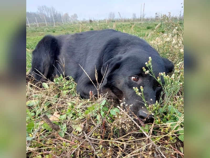 Ollie - Zuhause oder erfahrene Pflegestelle gesucht