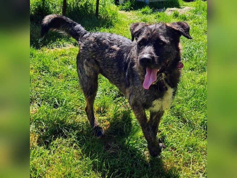 Duke sucht sein Für-immer-Zuhause