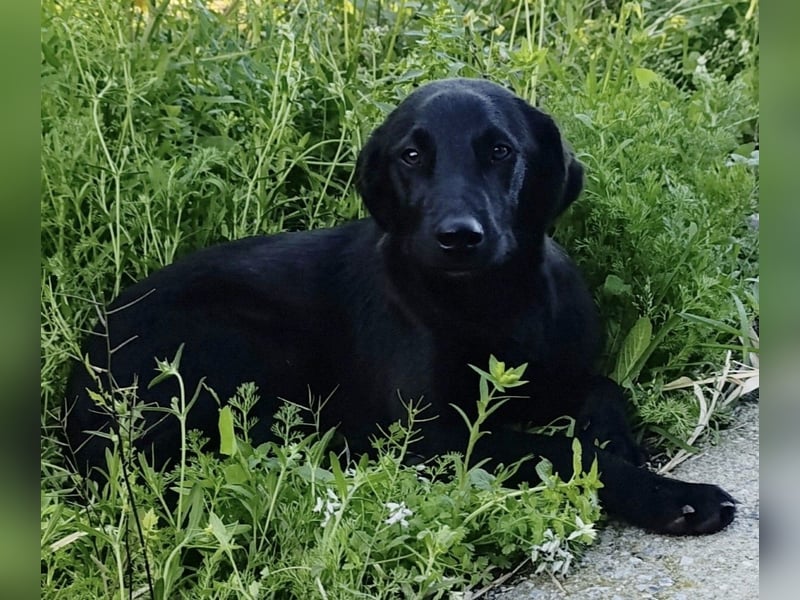 CHITA - schwarze Schönheit sucht ihr neues Körbchen