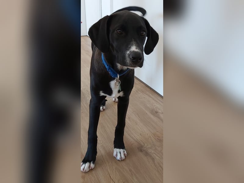 Tuxedo wartet auf sein Für-Immer-Zuhause