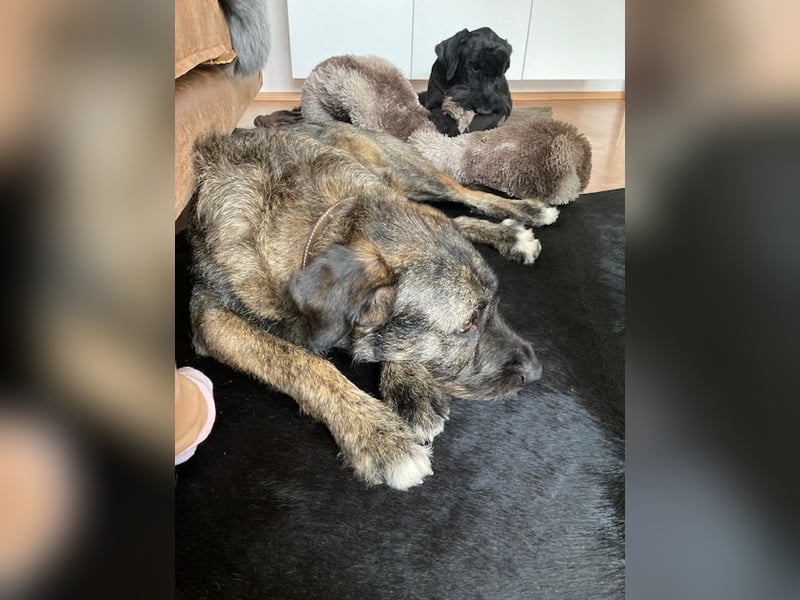 Duke sucht sein Für-immer-Zuhause